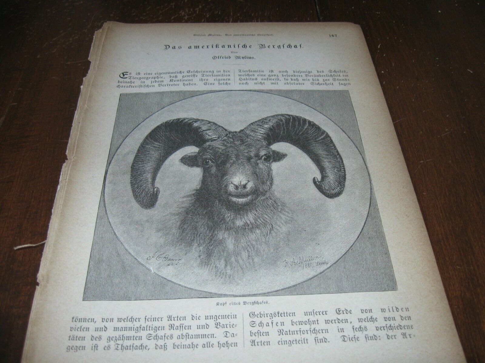 1882 Art Print Engraving / Article - American MOUNTAIN SHEEP Hunting BIG HORN