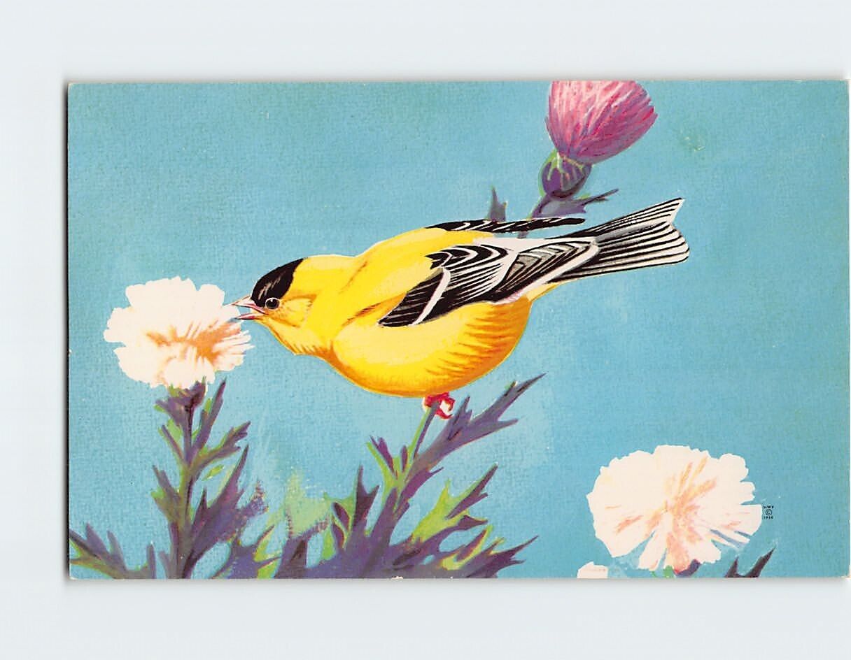 Postcard American Goldfinch
