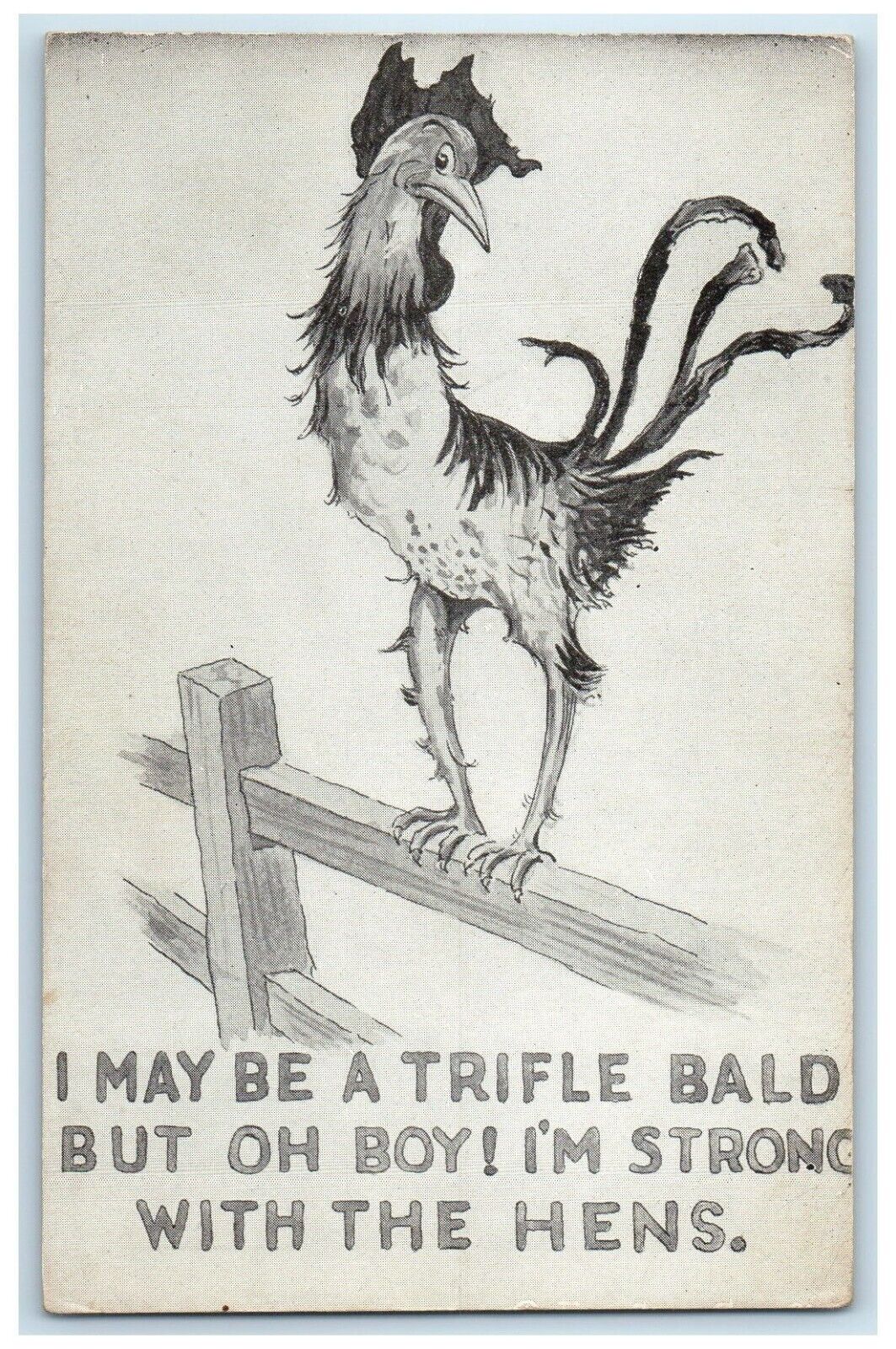 c1905 Chicken Hen I May Be A Trifle Bald But I'm Strong With The Hens Postcard