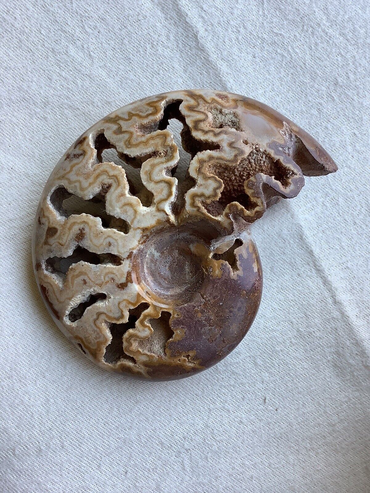 Large 6.75” Ammonite Fossil W/exposed Chambers
