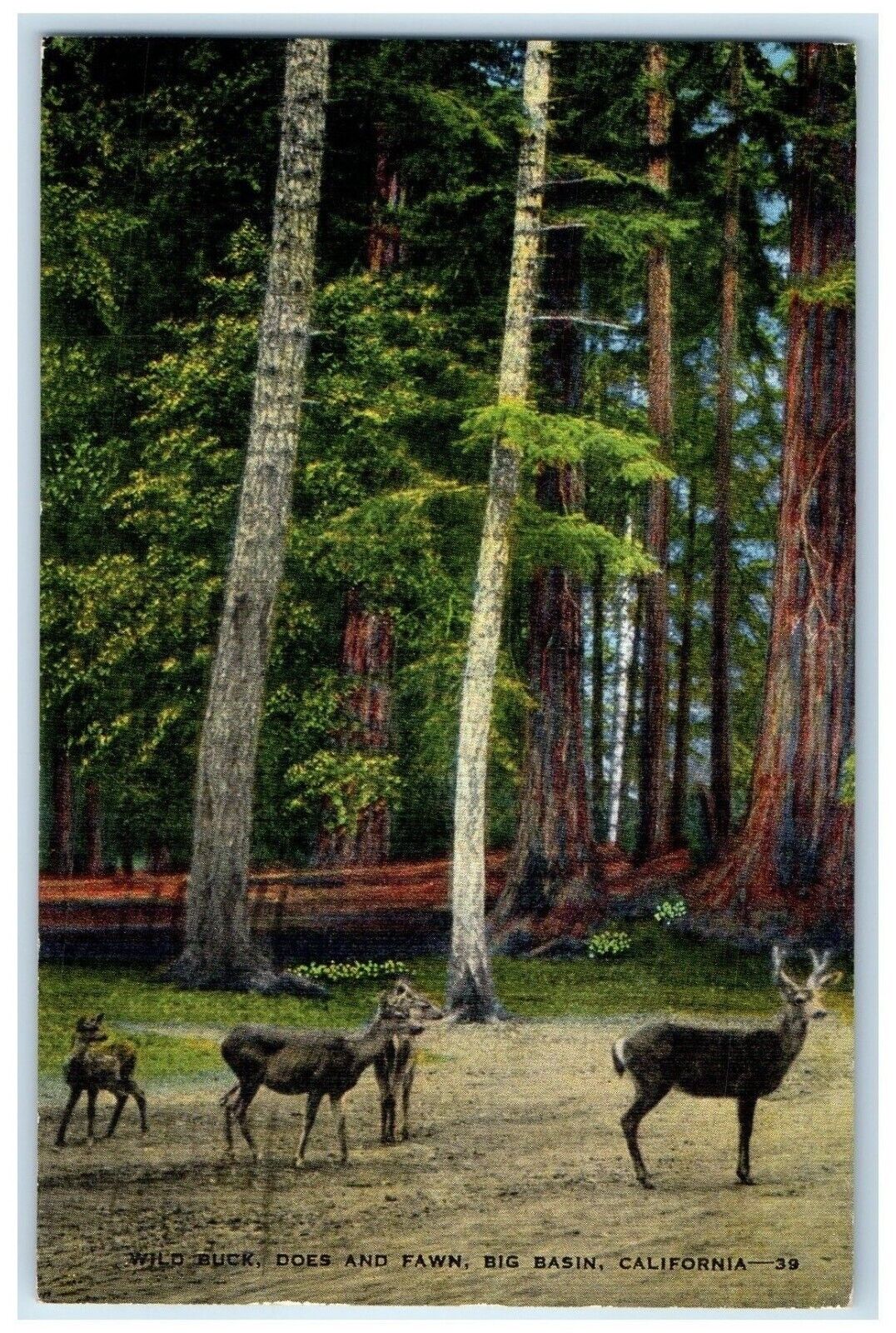 1946 Wild Buck Does Fawn Redwood Big Basin California Vintage Antique Postcard