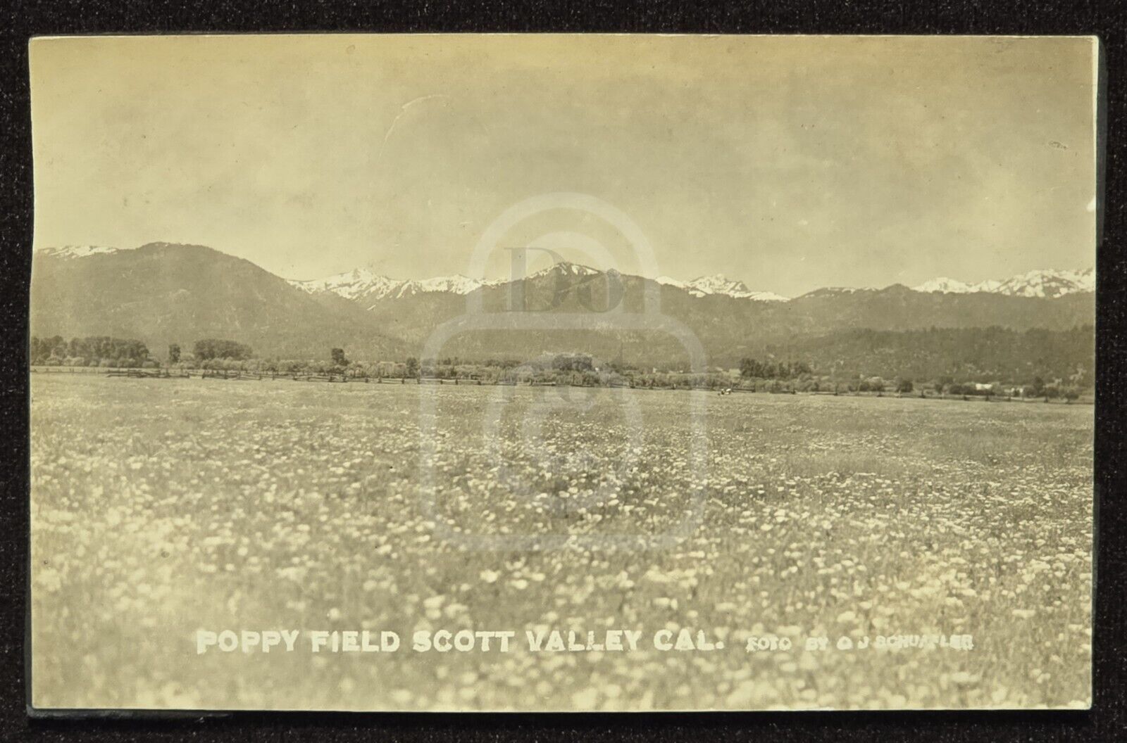 Early RPPC of Poppy Fields. Scott Valley, California. C 1910 Santa Cruz County