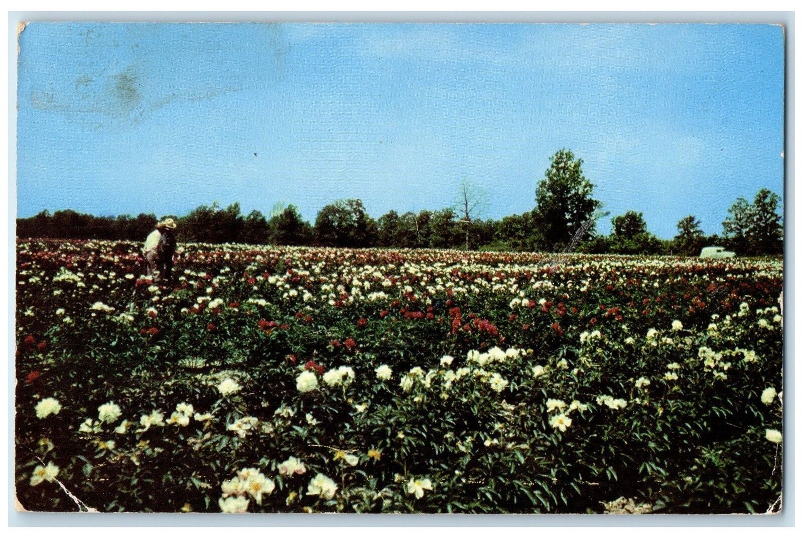 c1960's Gilbert H. Wild And Son Plants Cut Flowers Sarcoxie Missouri MO Postcard
