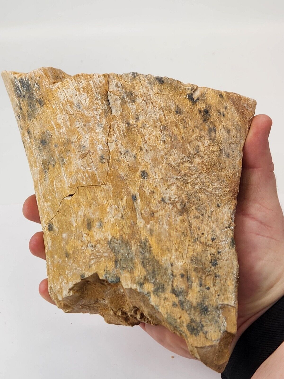 Large Unidentified Dinosaur Bone (Sauropod?) Fossil - Kem Kem Beds - Morocco 
