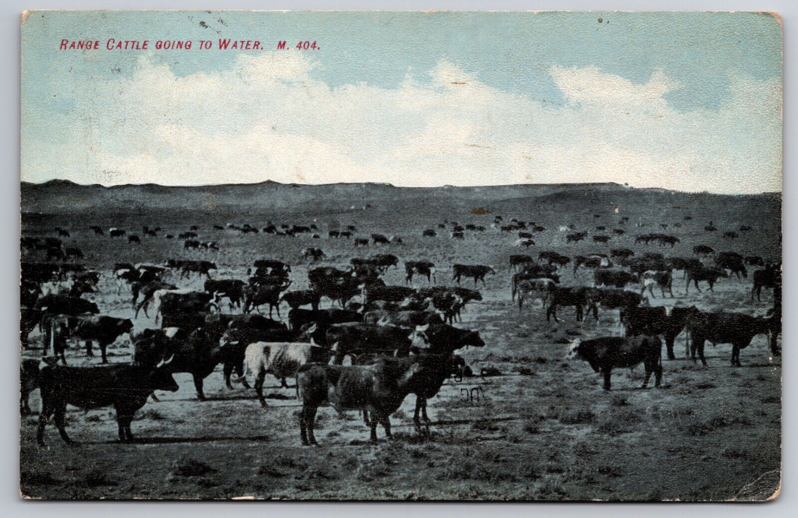 Range Cattle Going to Water Western Scene Chinook Montana 1908 Postcard