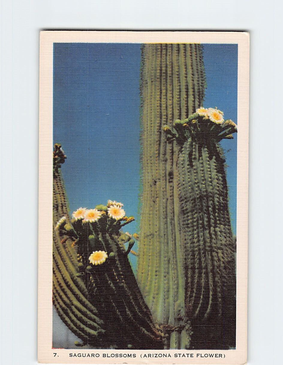 Postcard Saguaro Blossoms (Arizona State Flower), Arizona