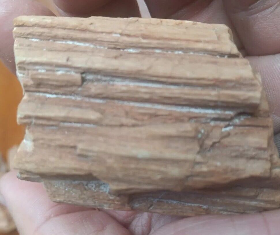 Petrified Wood Tree Branch Excellent Cellular Replacement Specimen Southern Utah