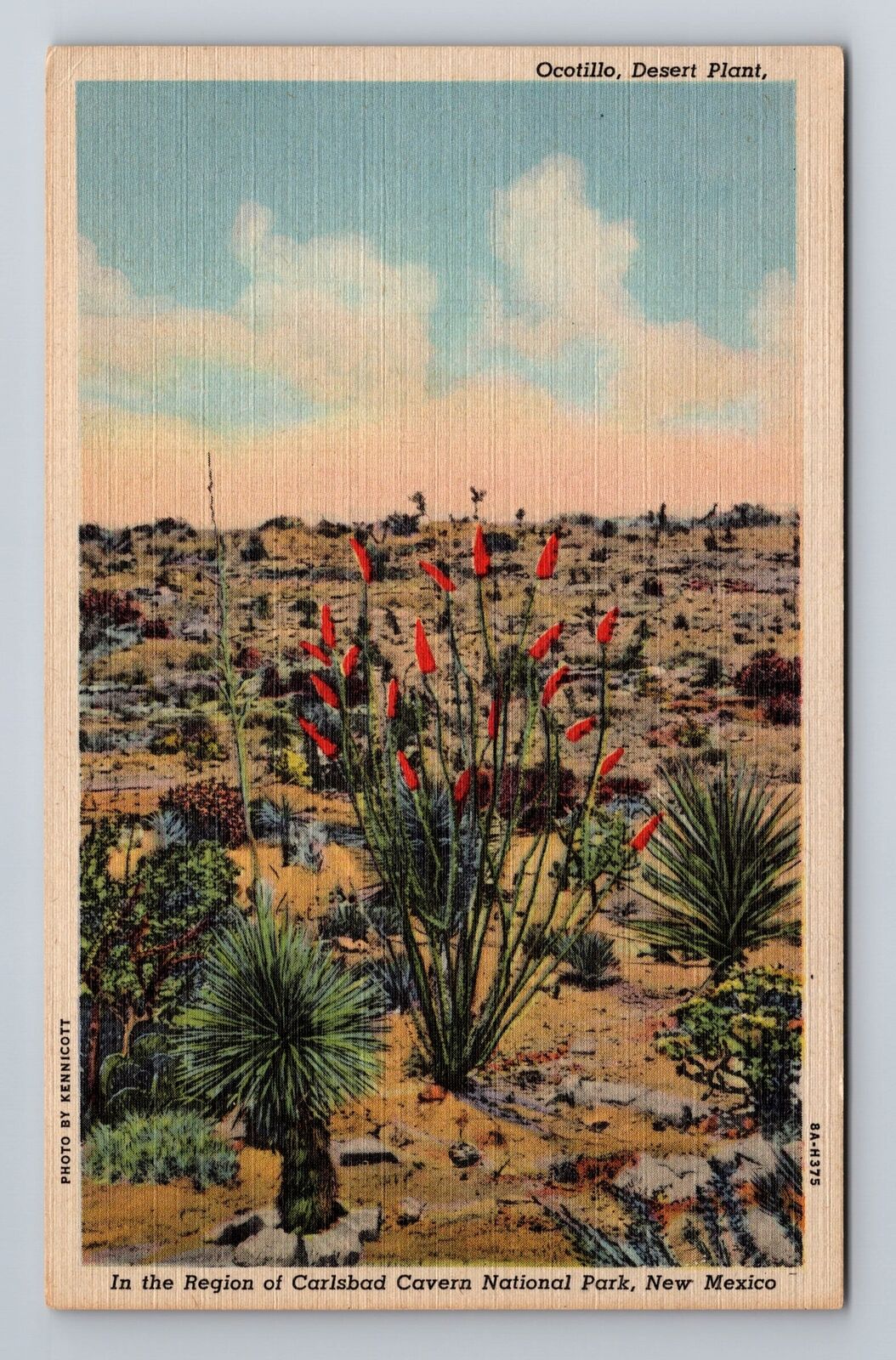 Carlsbad Cavern National Park NM-New Mexico, Ocotillo, Vintage Postcard
