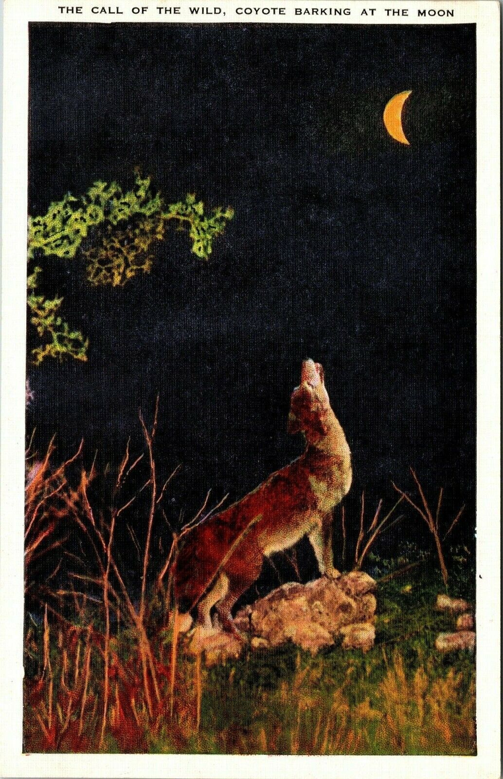 The Call Of The Wild Coyote Barking At The Moon Vintage Postcard