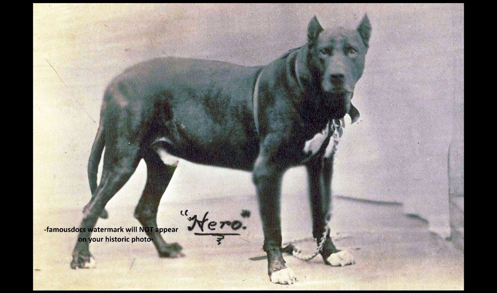 Civil War Prison Guard Dog PHOTO Confederate Libby Prison for Union Prisoners .