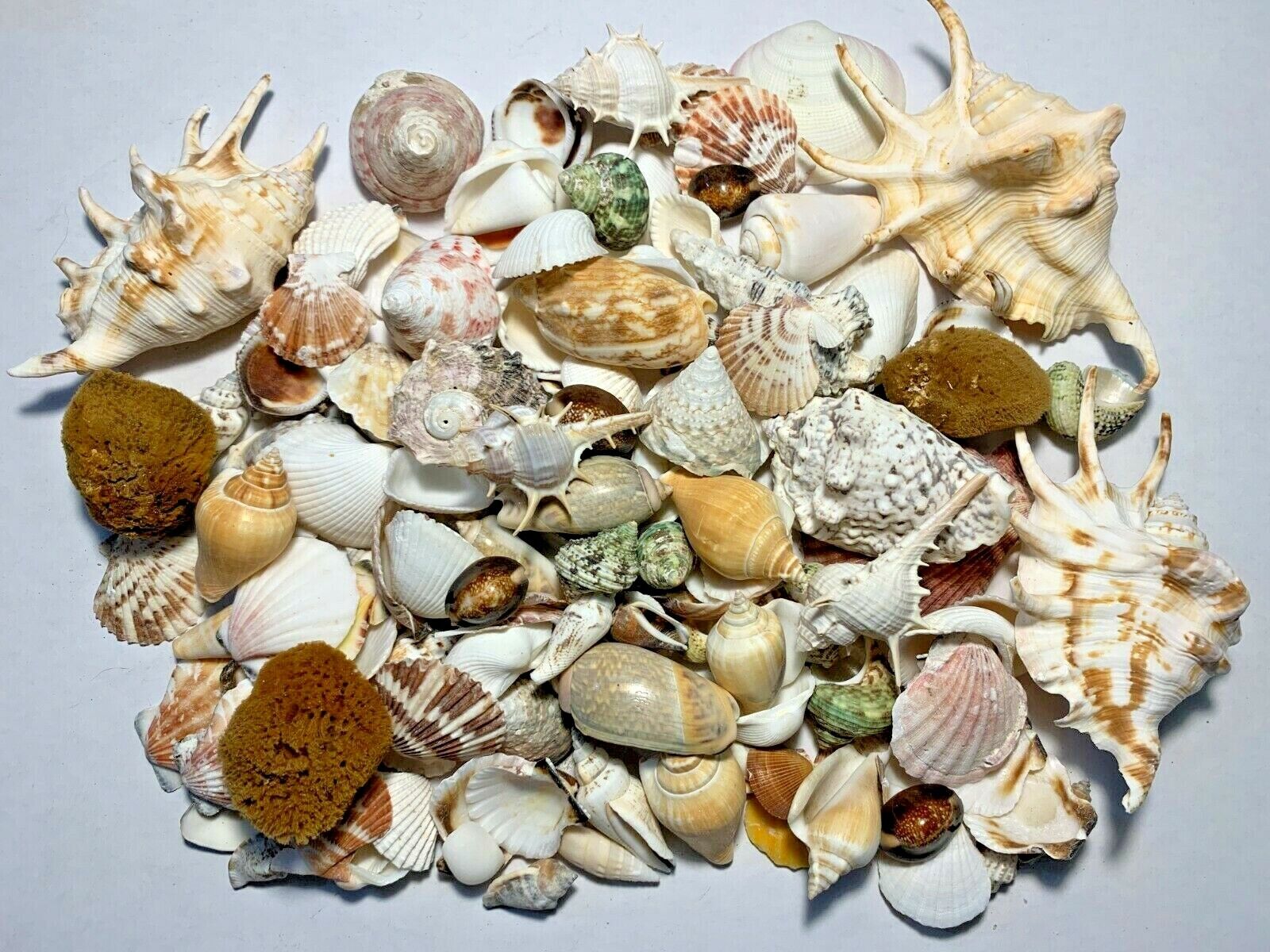 3 lbs. Large Indo Seashells Sea Shells Best Price  