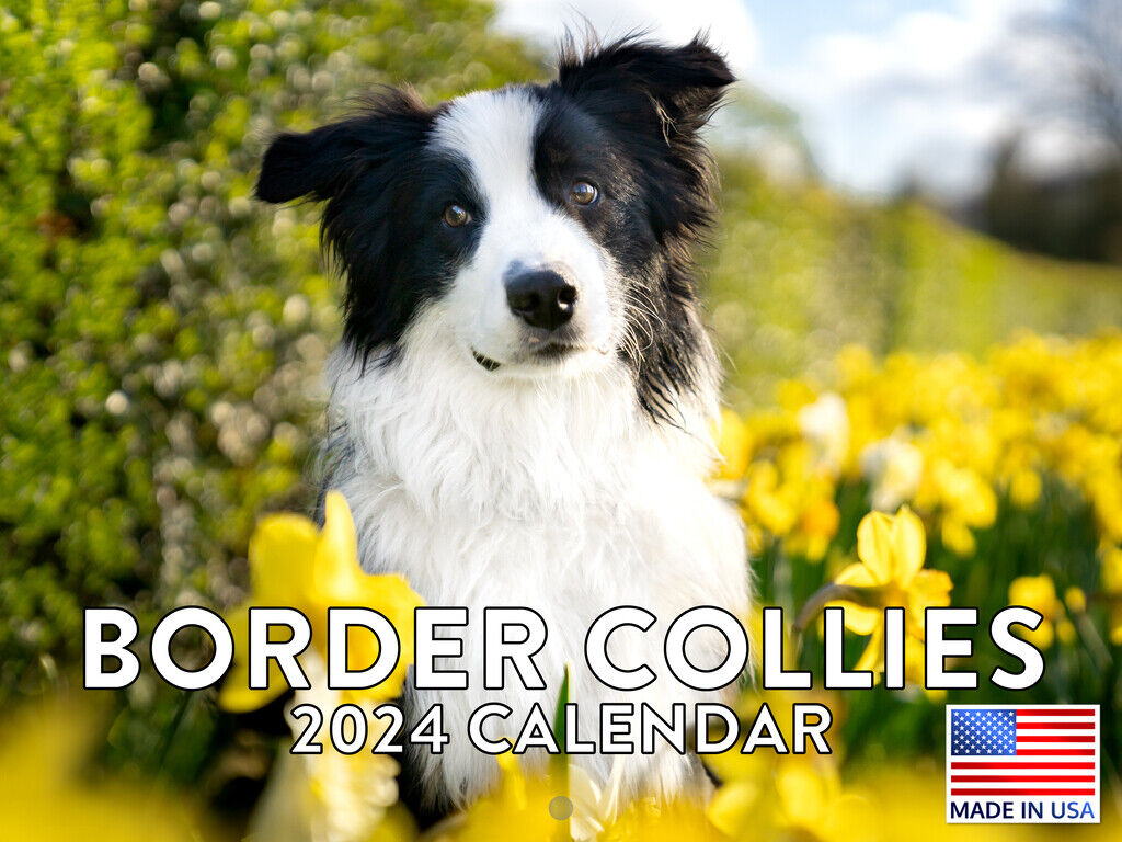 Border Collie Dog 2024 Wall Calendar