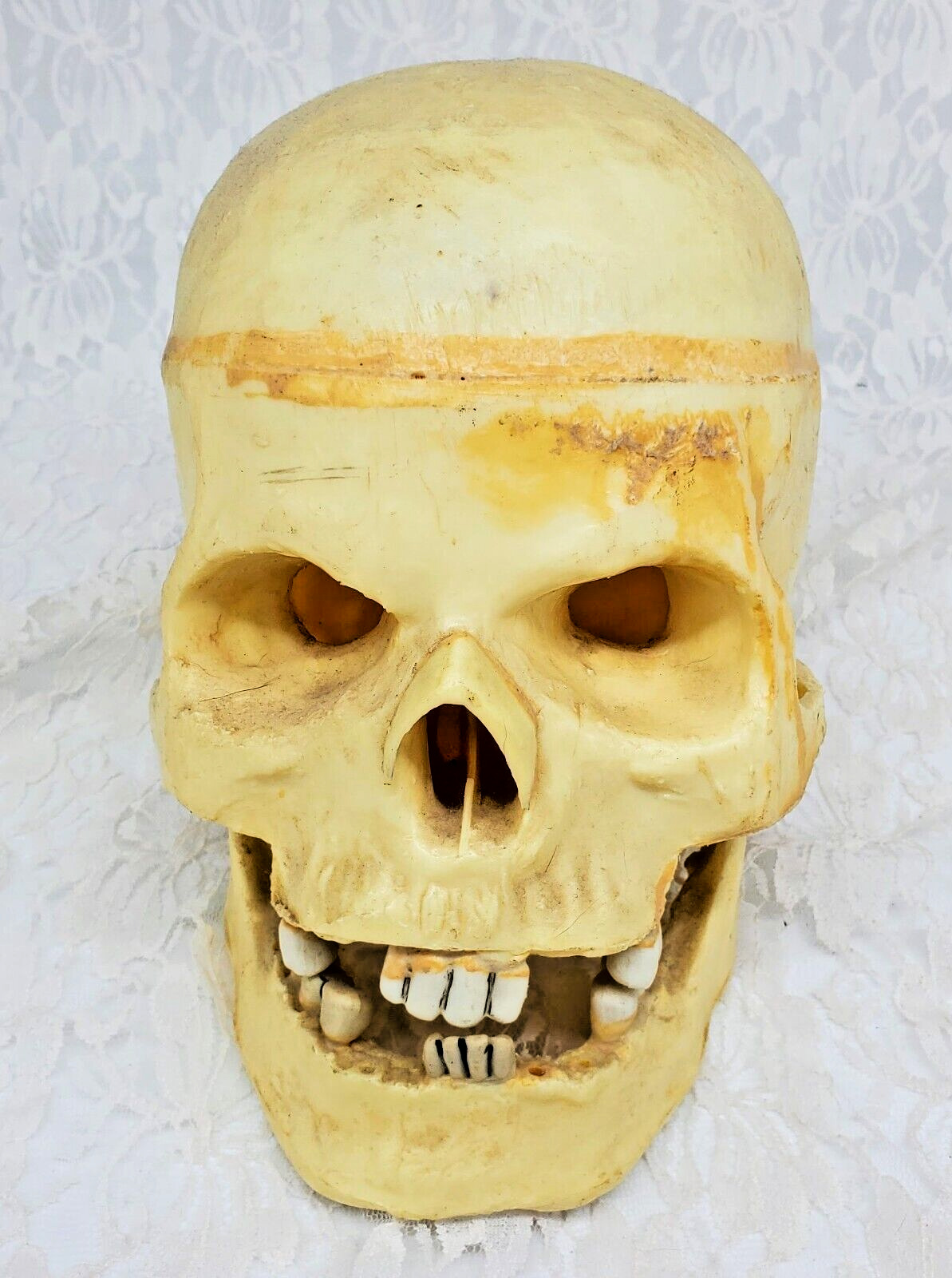 Halloween SKULL Anatomically Correct Adult Life-Size Skull Hinged Movable Jaw