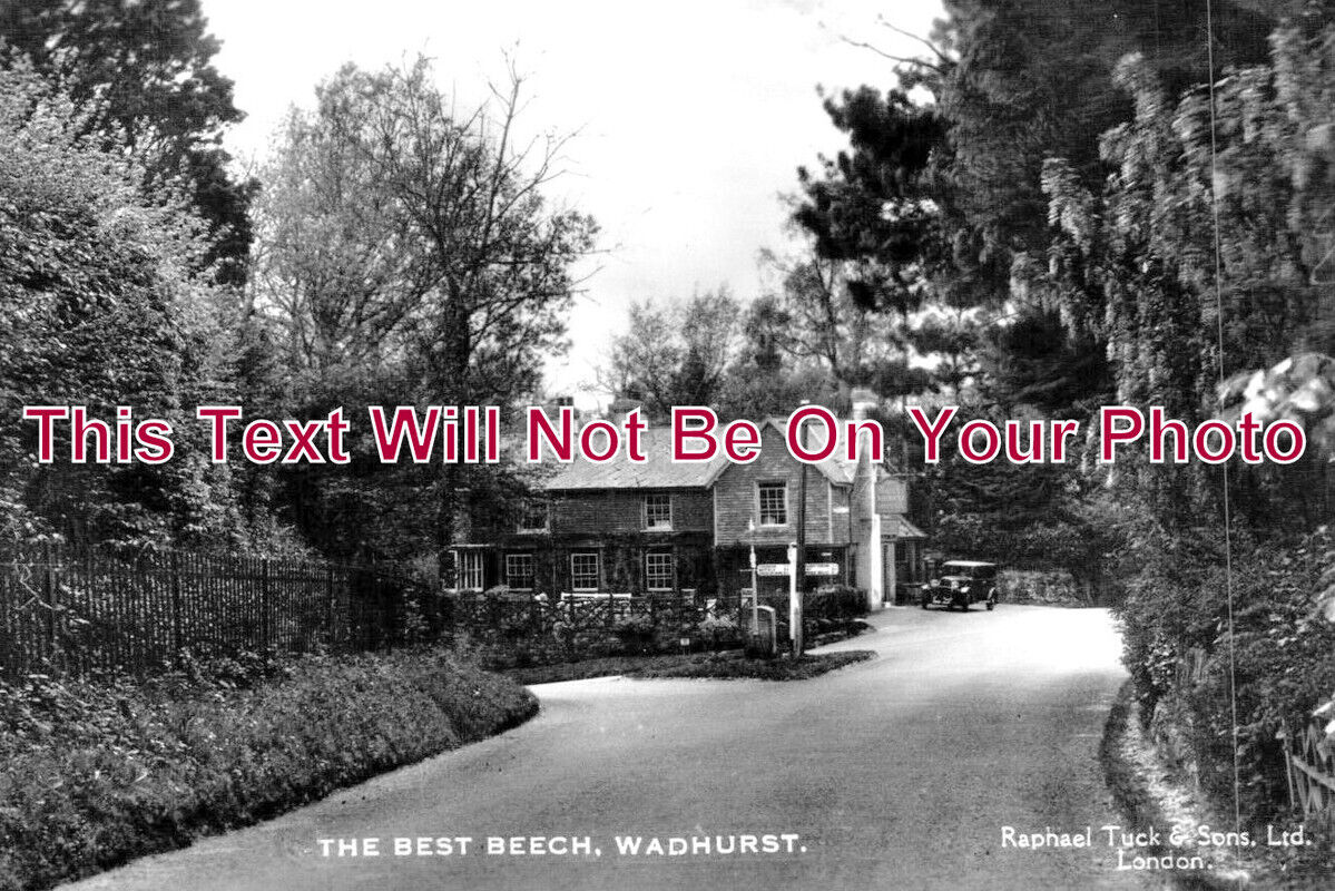 SX 3149 - The Best Beech, Wadhurst, Sussex