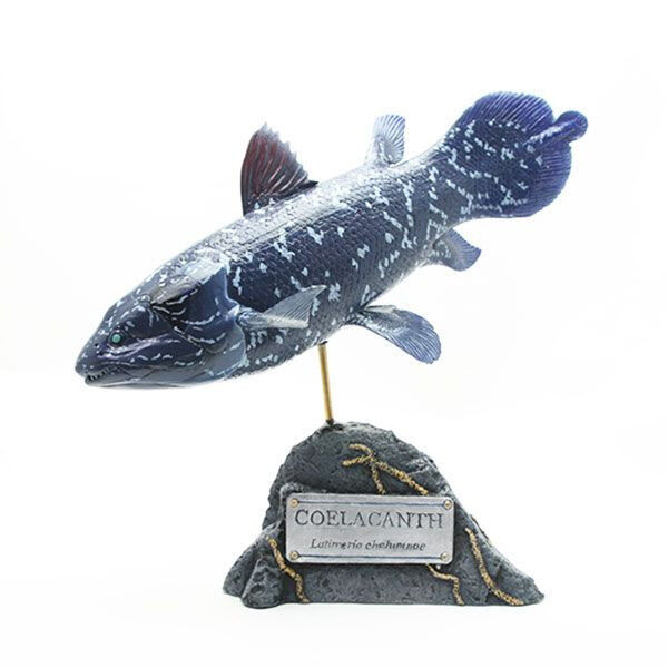 Kaiyoukoubou Coelacanth Real coelacanth figure Fish carving NEW From Japan F/S