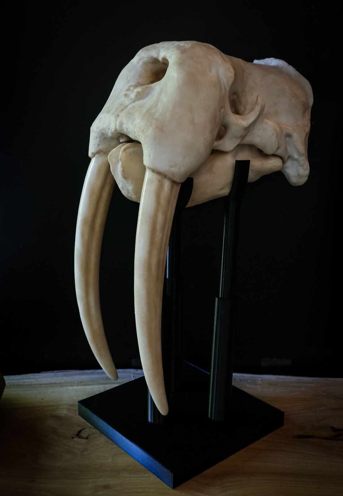 Walrus Skull - LARGE full sized Replica Including display base  - 