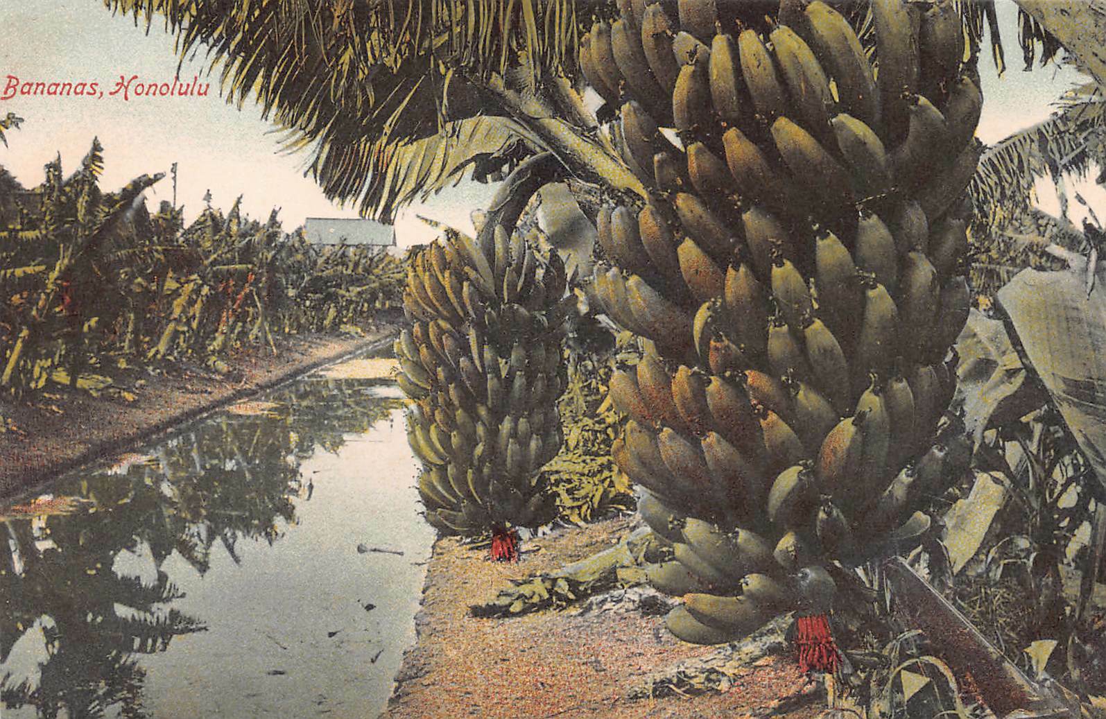 Banana Trees, Honolulu, Hawaii Territory, early postcard, unused