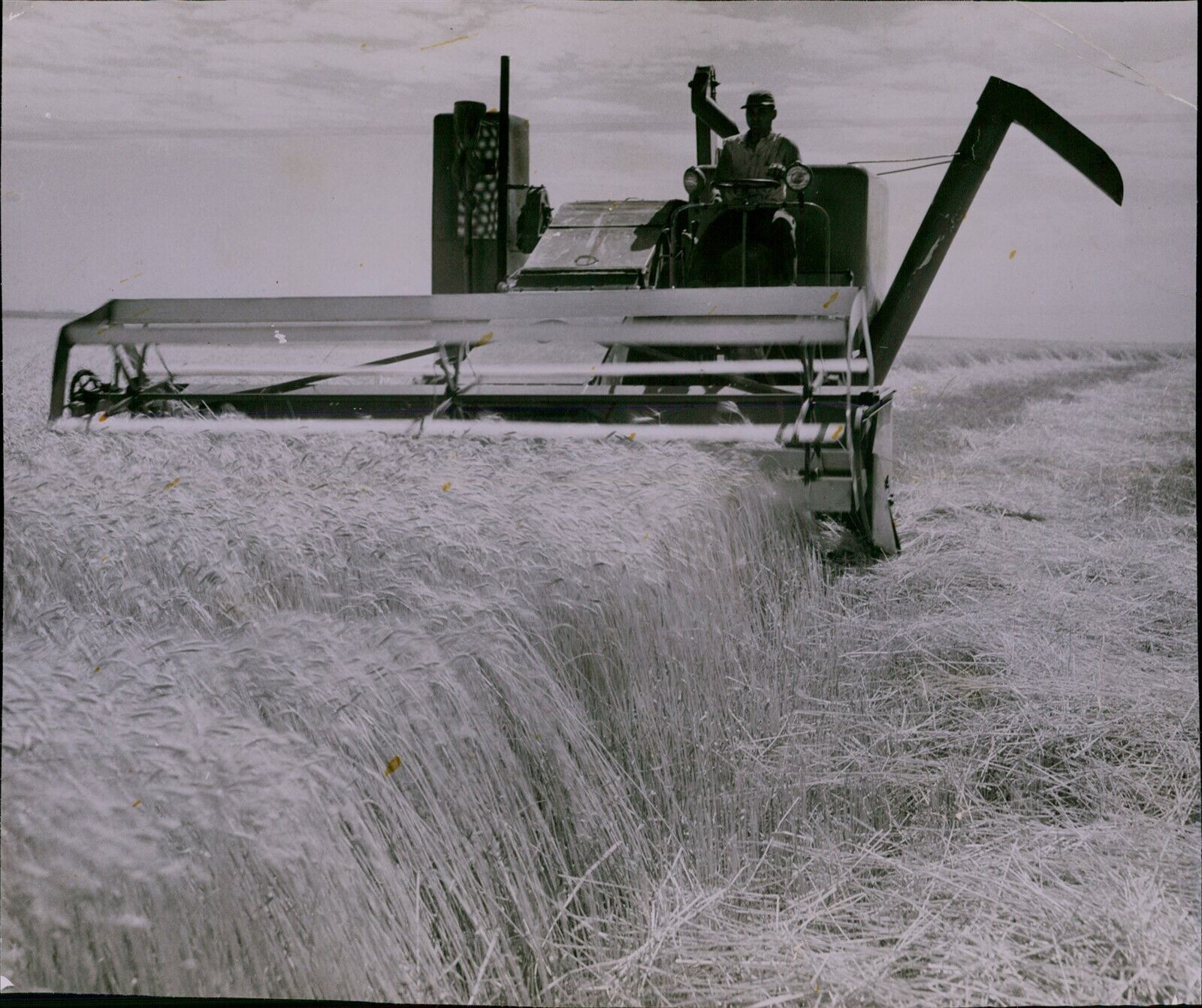 LG788 1952 Original Photo WAIST-HIGH WHEAT Comine Farmer Harvesting Crops Field