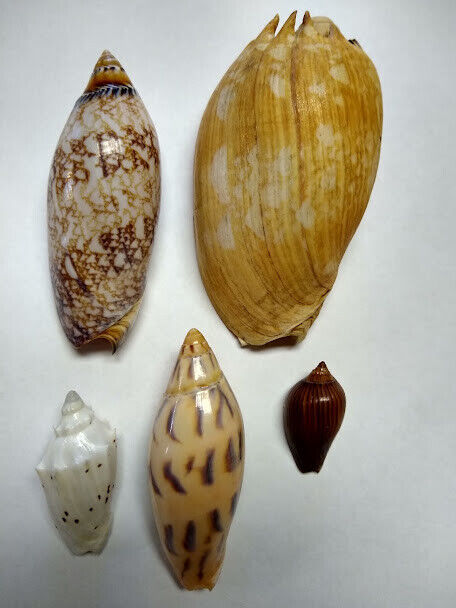 5 Specimen Voluta Sea Shells Amoria maculata, Melo miltonis, Cymbiola pulchra