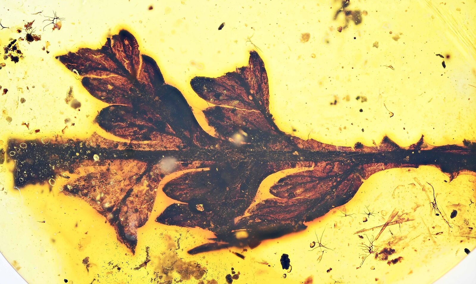 Rare Superb Leaf, Fossil inclusion in Burmese Amber