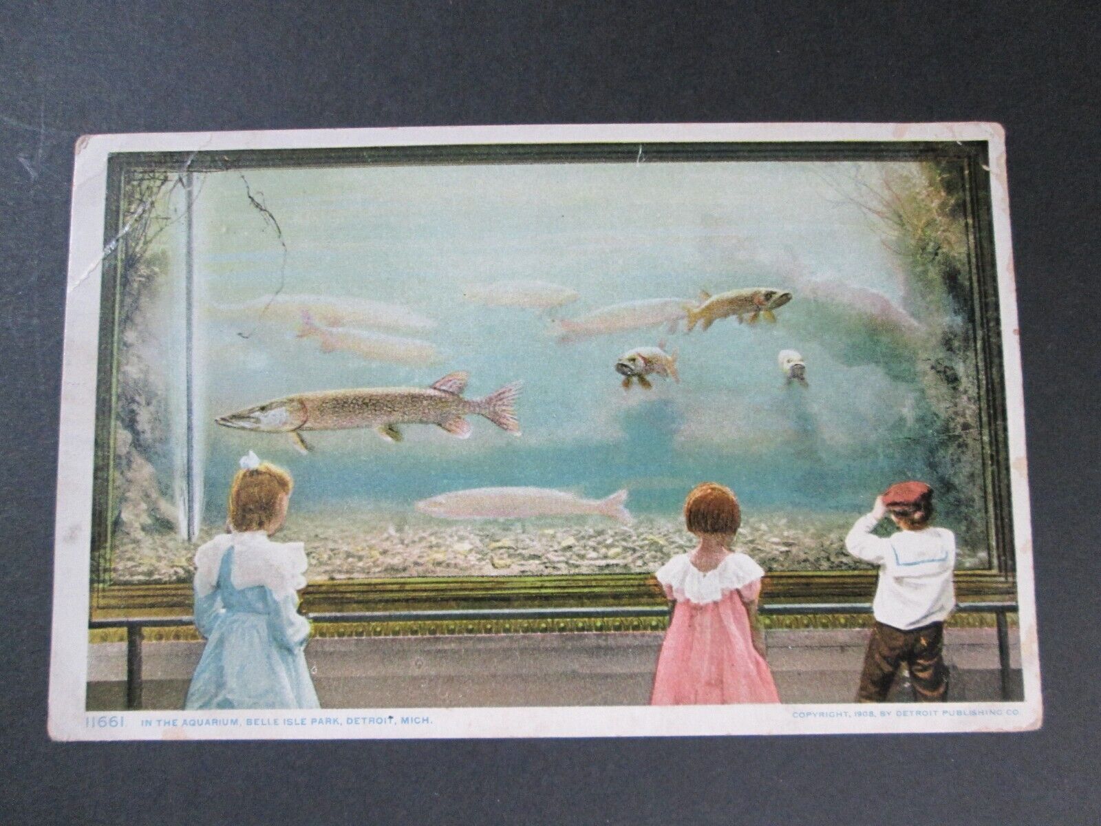 Early Post Card, IN THE AQUARIUM, BELLEISLE PARK, DETROIT, MICHIGAN