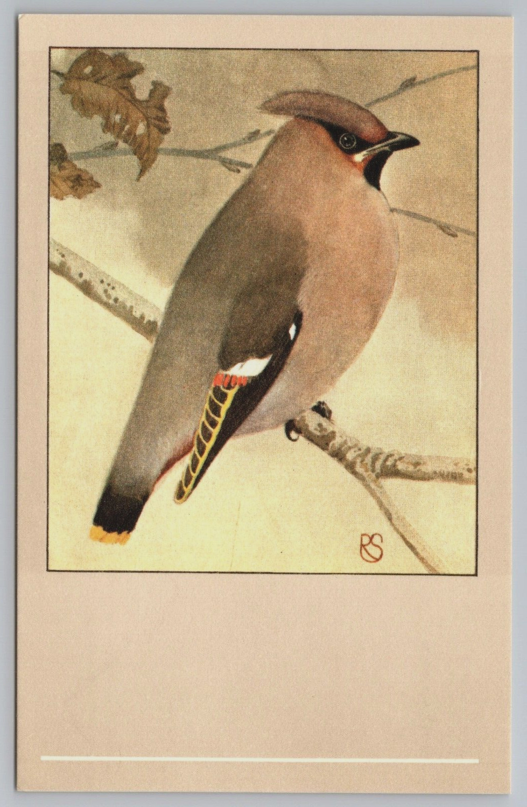 Cedar Waxwing Bird P. Sluis Series 9 No 102 Vtg 1960 Postcard C13