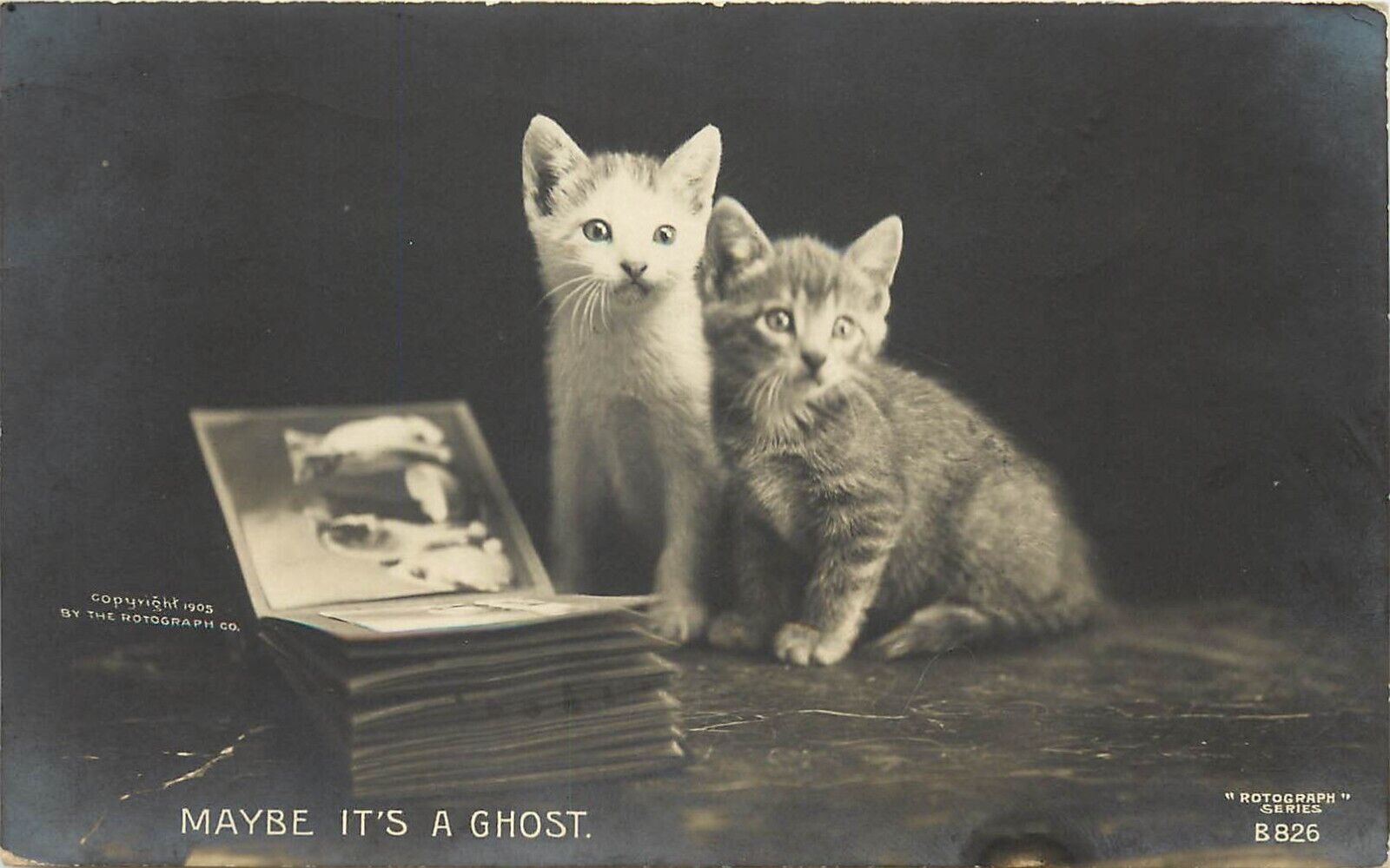 c1905 Rotograph Cat RPPC B-826 Cute Kittens & Photo Album \