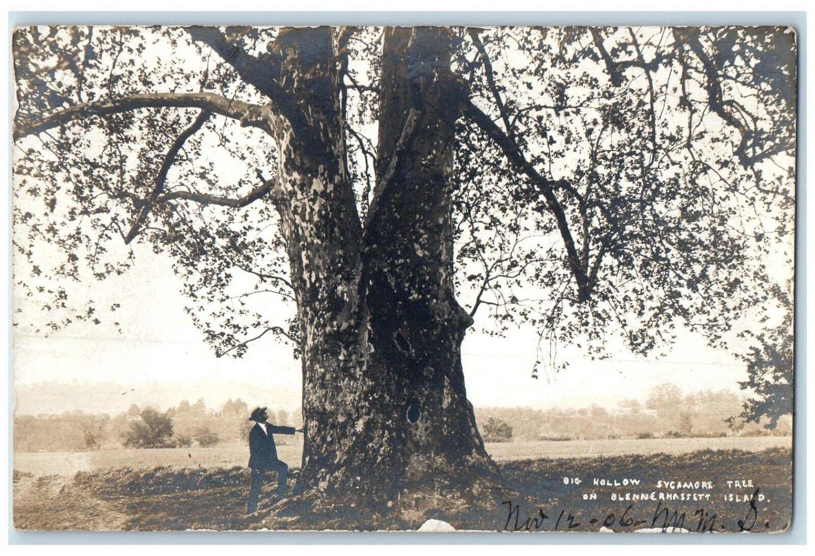Big Hollow Sycamore Tree Blennerhasset Island Parkersburg WV RPPC Photo Postcard