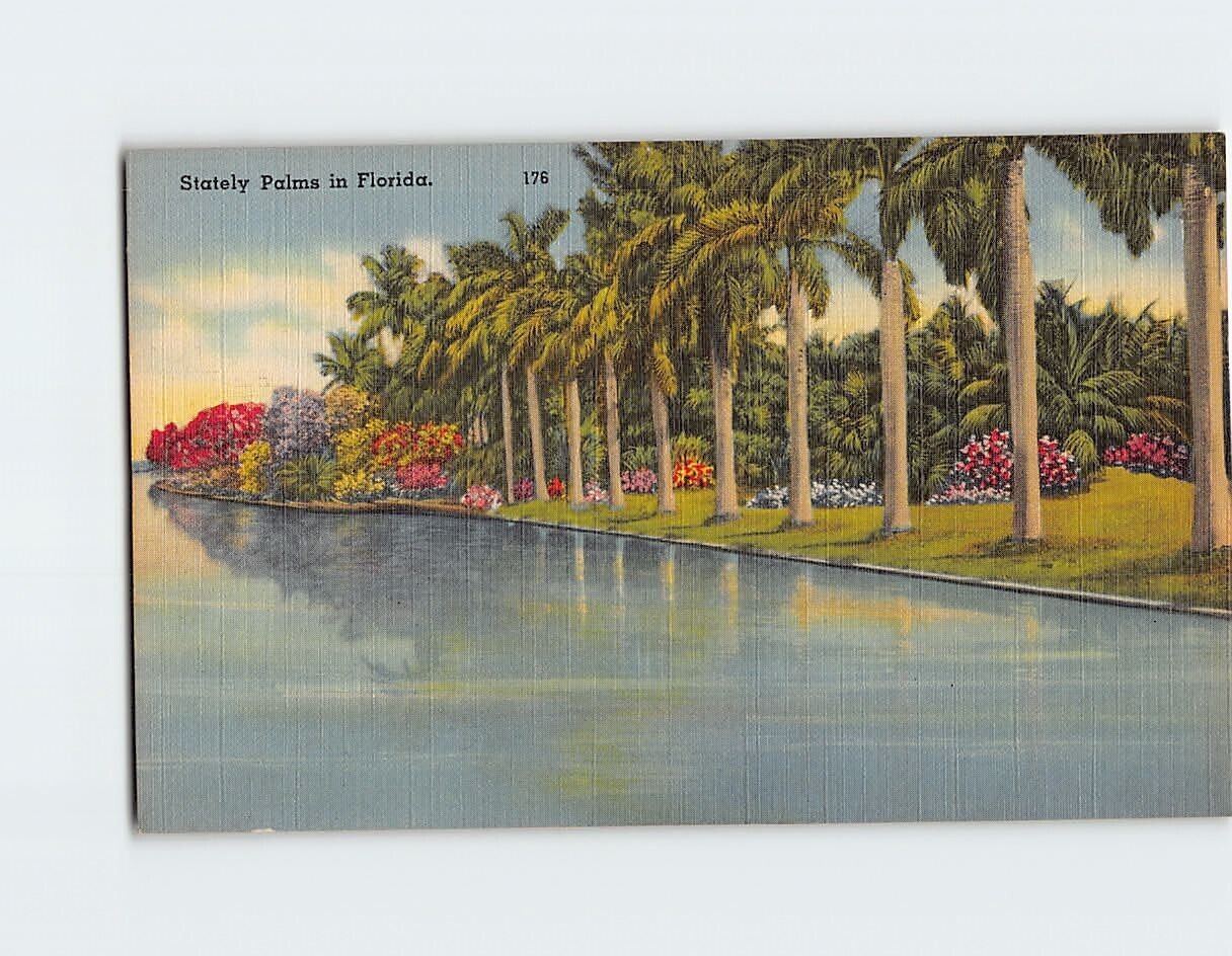 Postcard Stately Palms in Florida USA North America