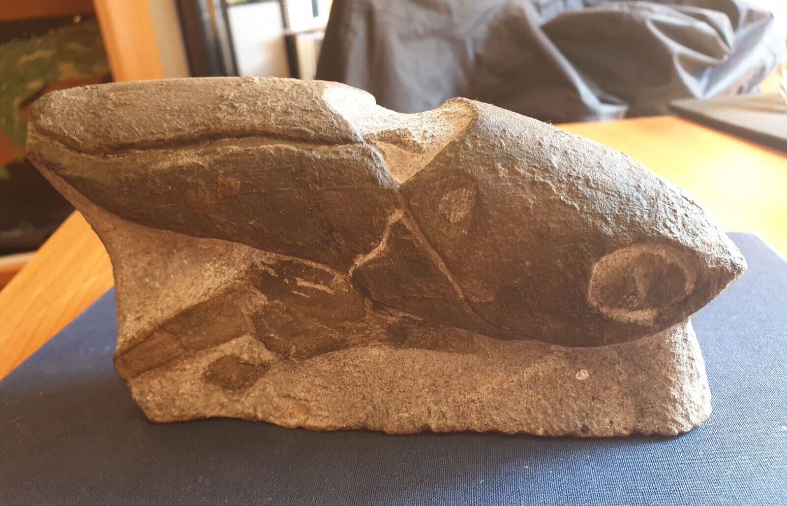 Very rare unidentified Devonian placoderm. Morocco.