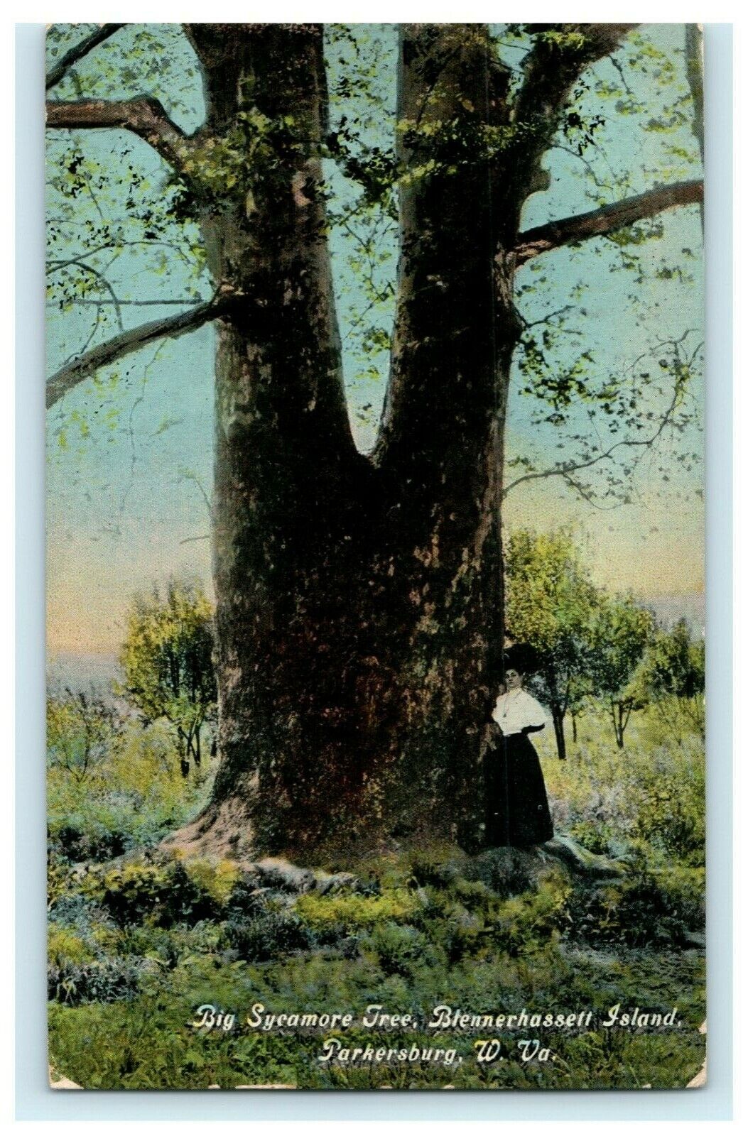 1914 Big Sycamore Tree Blennerhasset Island Parkersburg West Virginia Postcard