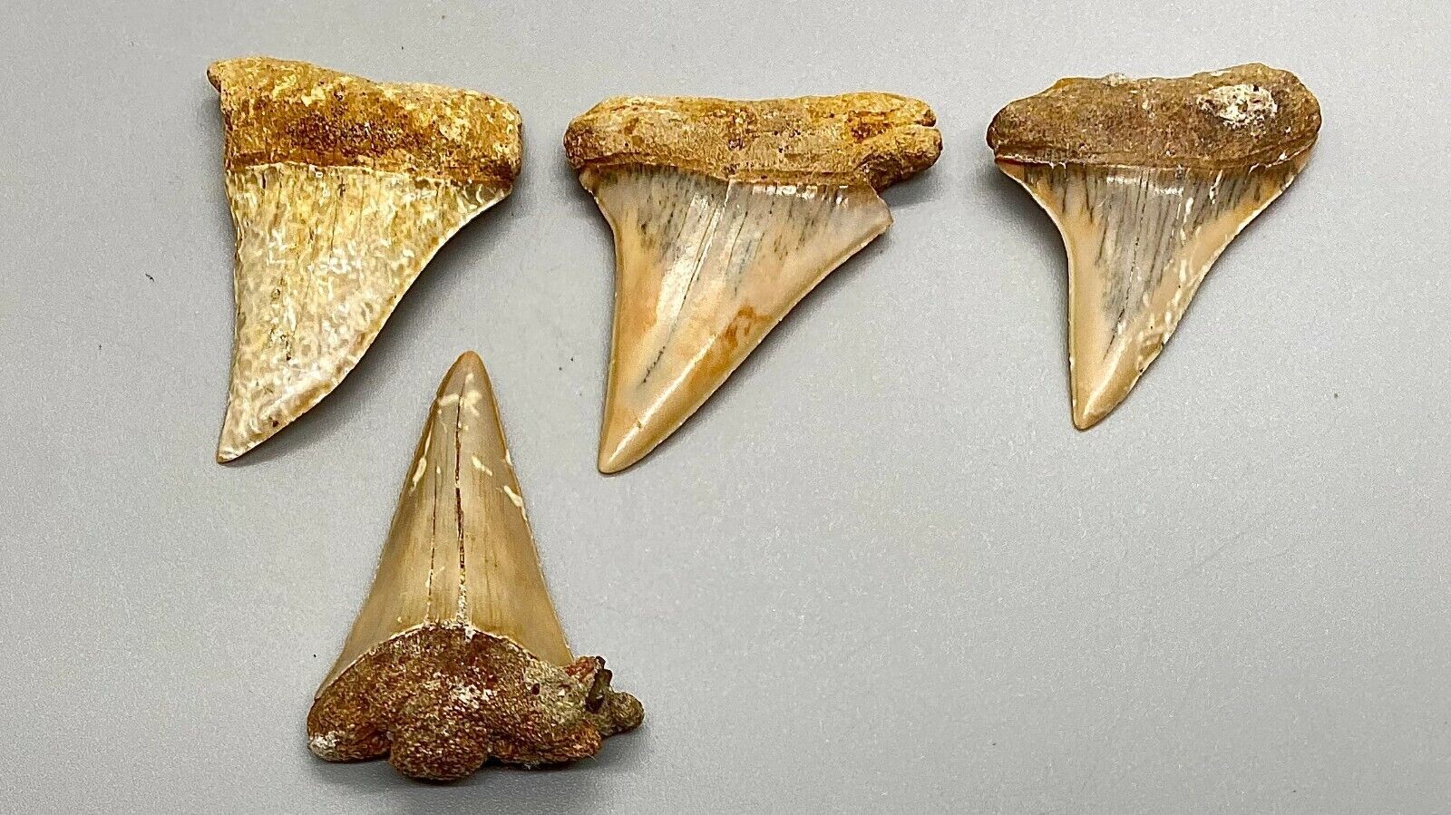 Group of 4 COLORFUL, beautiful teeth Fossil EXTINCT MAKO Shark Tooth - Chile