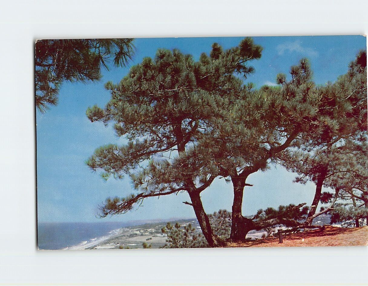 Postcard Torrey Pines San Diego California USA