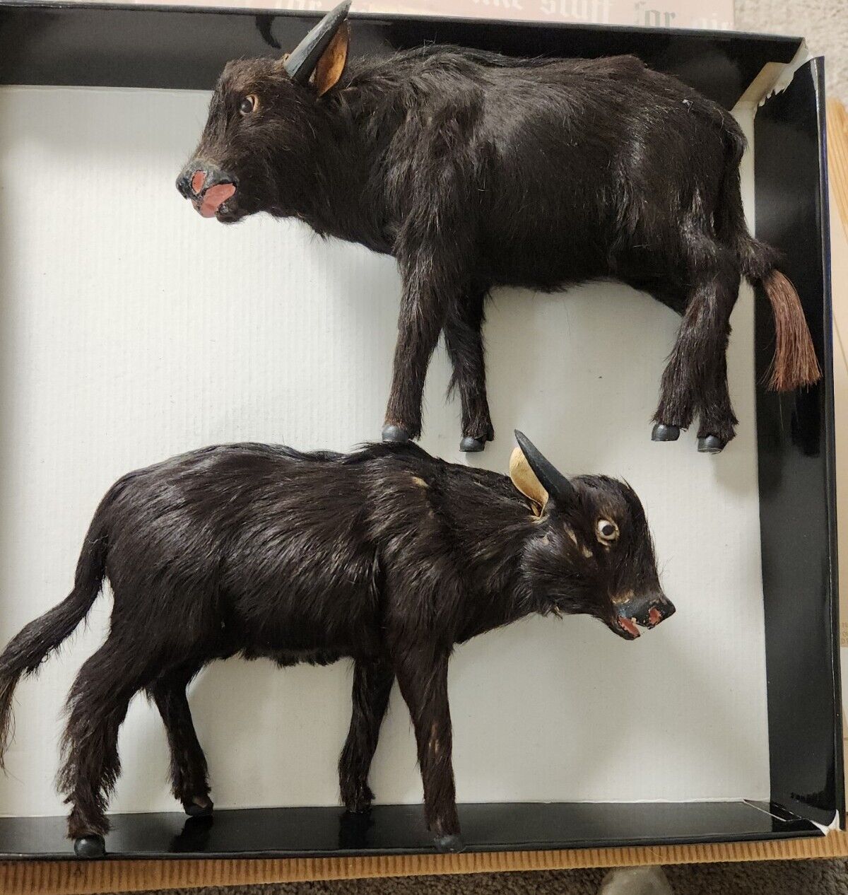 2 vintage miniature taxidermy bull black  real animal hide fur 
