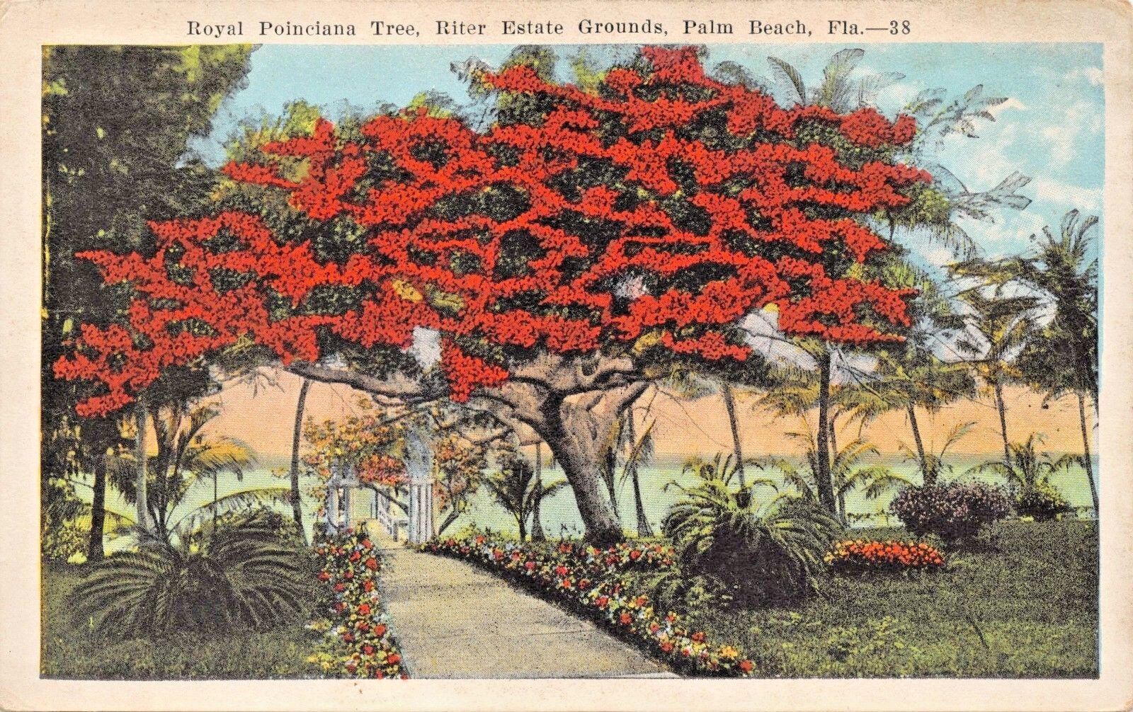 PALM BEACH FLORIDA~ROYAL POINCIANA TREE-RITTER ESTATE GROUNDS POSTCARD 1920s