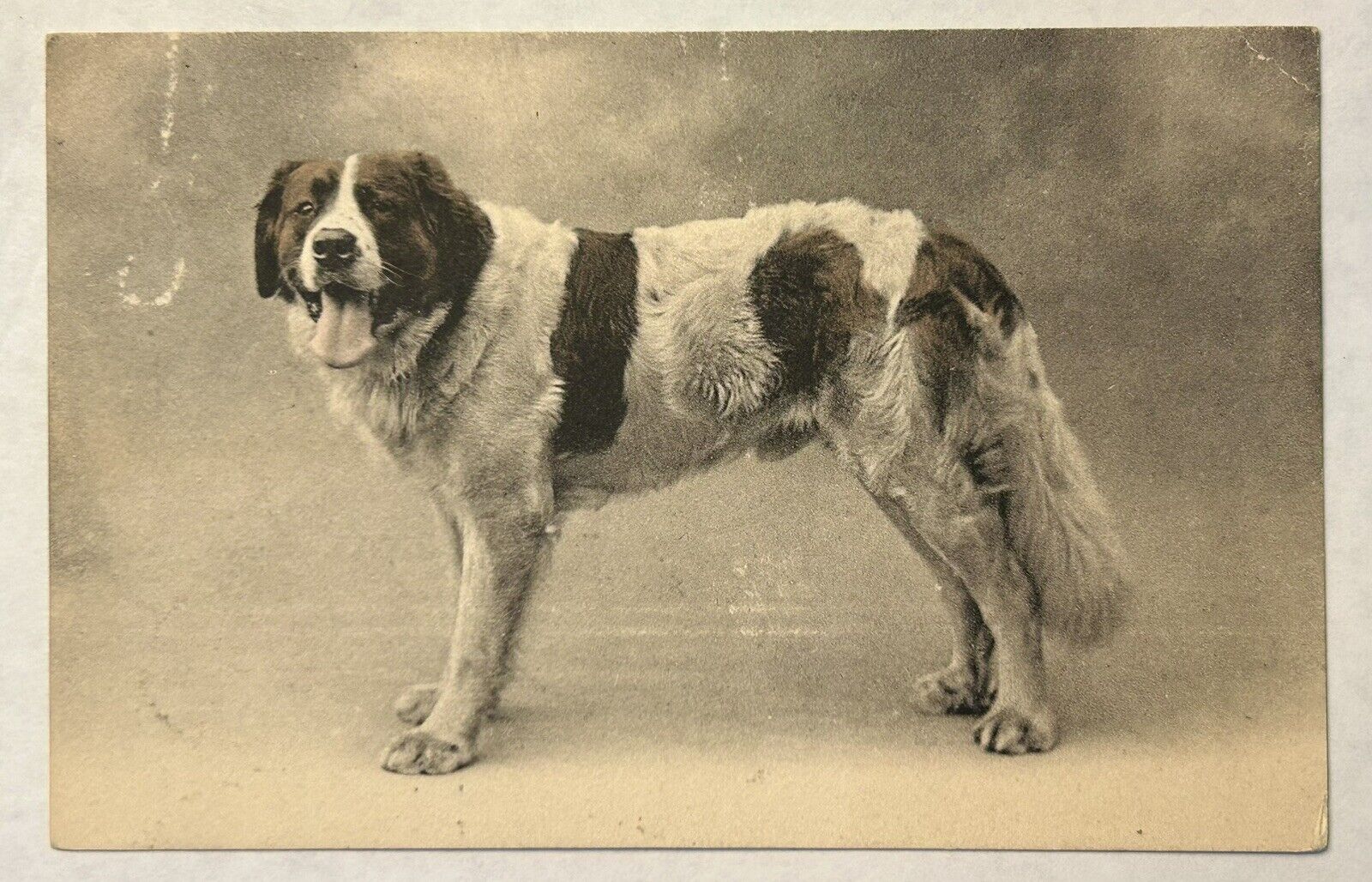 Saint Bernard Vintage Dog Postcard. ￼ Early 1900S. ￼