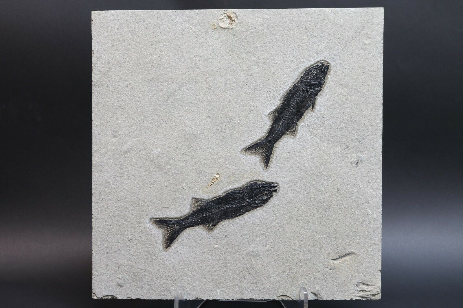 Fossil Fish 2 Superb Mioplosus Gastropod Green River Formation Wyoming COA 10802