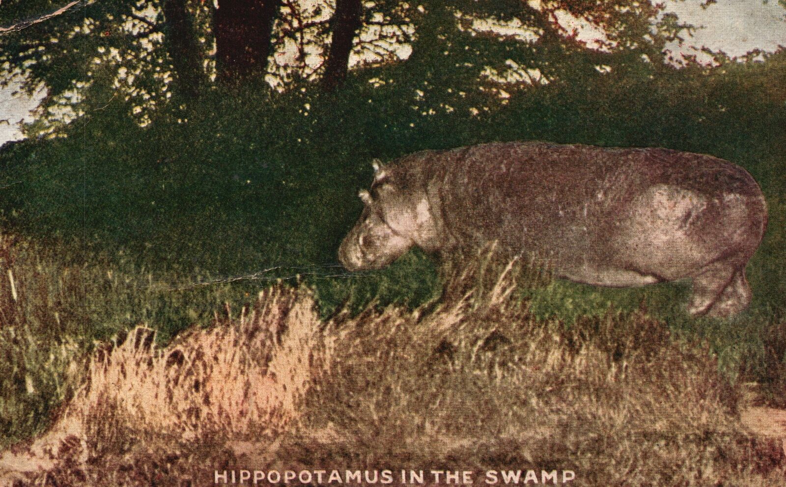 Vintage Postcard Portrait of Hippopotamus Animal Feeding in the Swamp