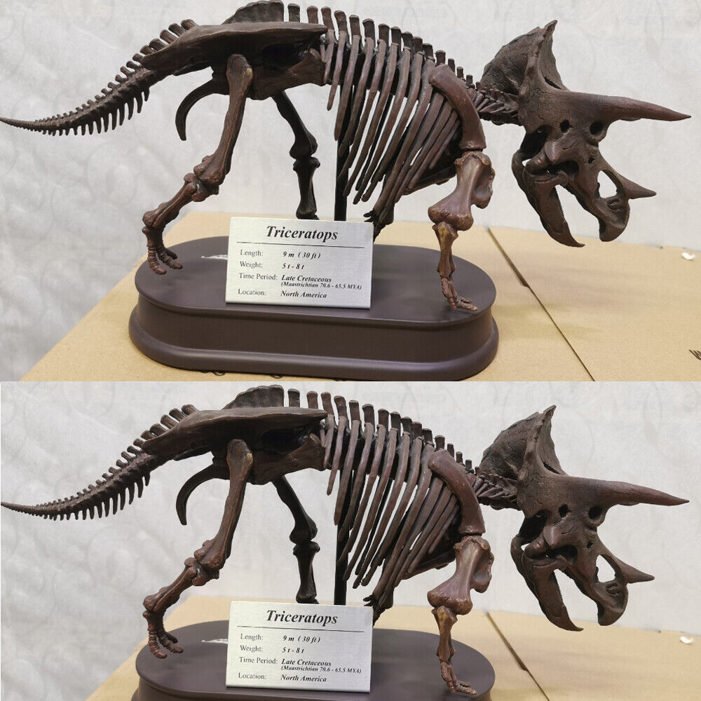 Triceratops Sterrholophus Marsh Dinosaur Skeleton Model Resin Display Brown