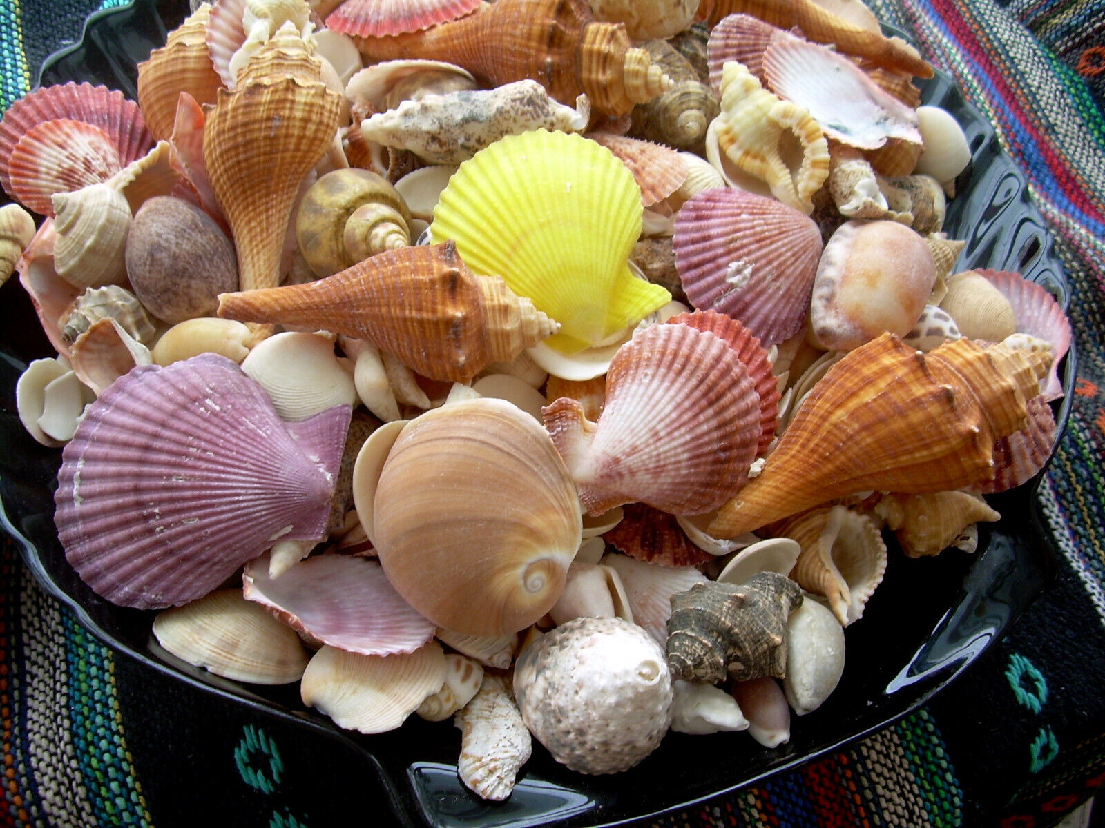 5 lbs. Mixed Seashells Sea Shells Crafts Decorating Collectible Lot 