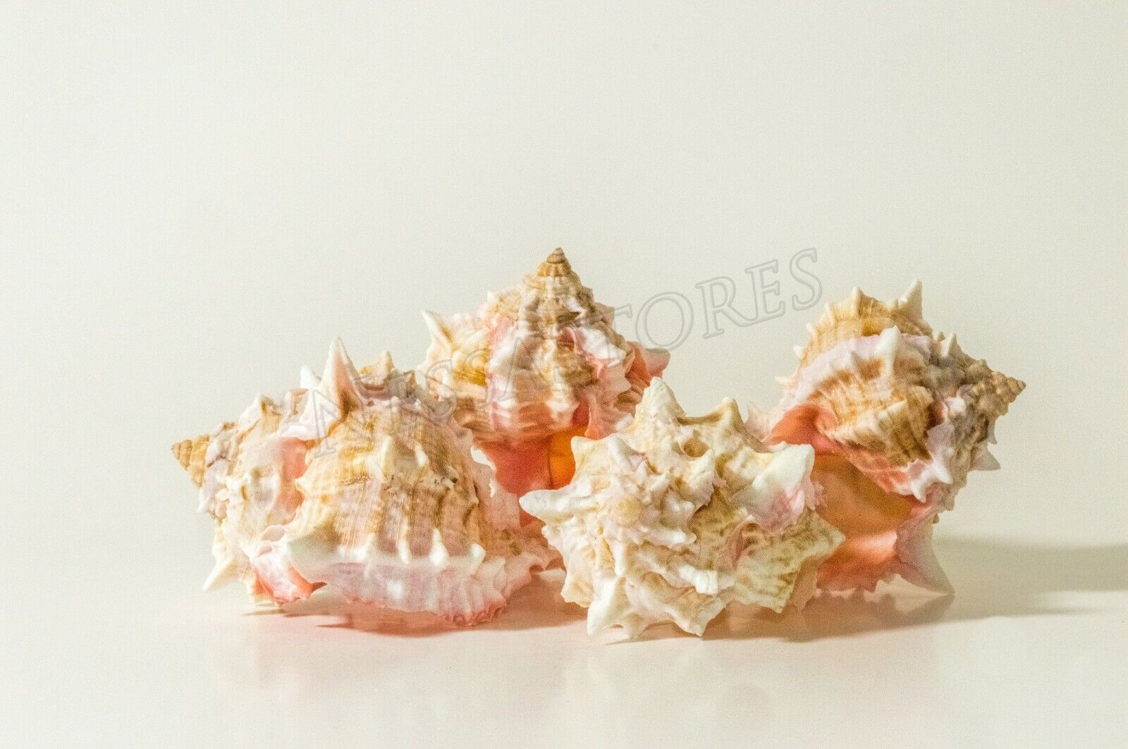 Pink Murex Phyllonotus erythrostomu Hermit Crab Sea Shell 3