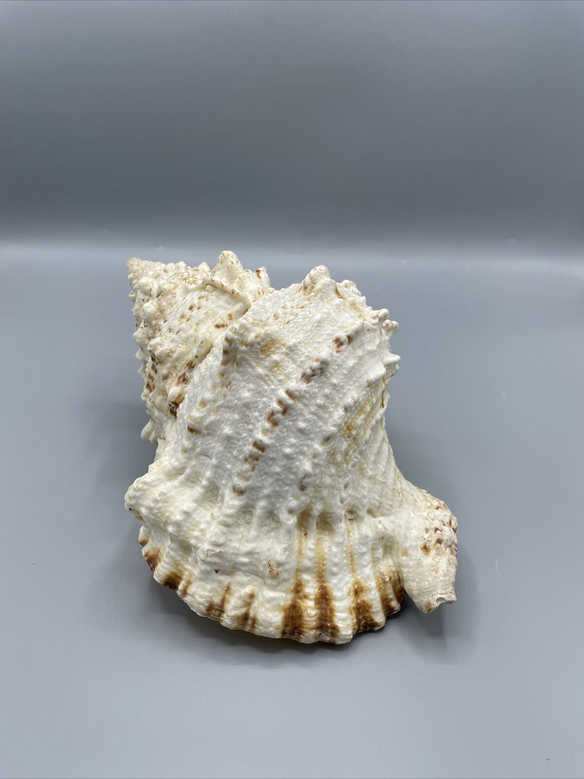 Vintage Large Conch Seashell 9” Sea Shell Nautical Decor Beach Plus Extras