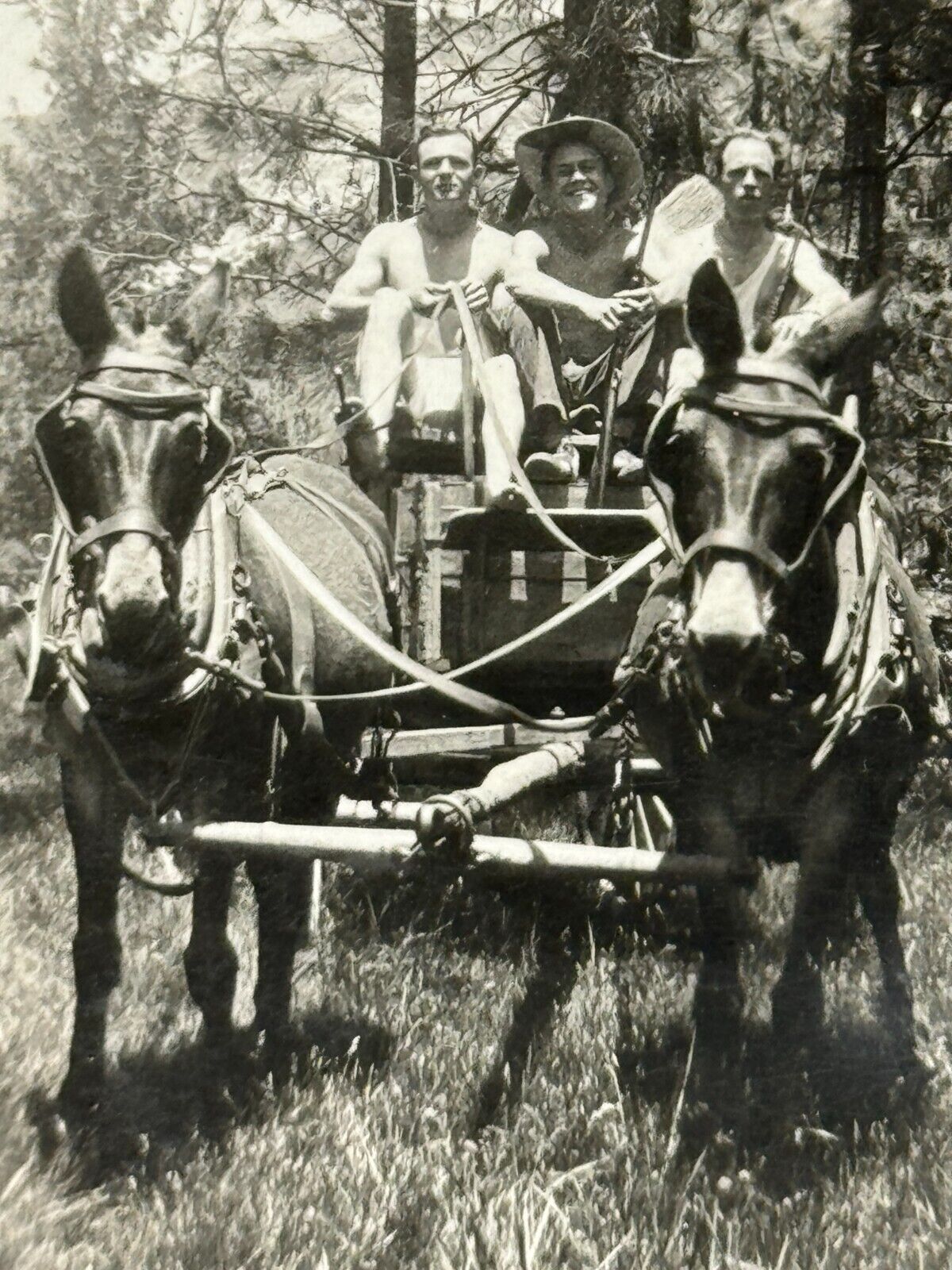 2H Photograph 1932 3 Handsome Men Shirtless On Donkeys \