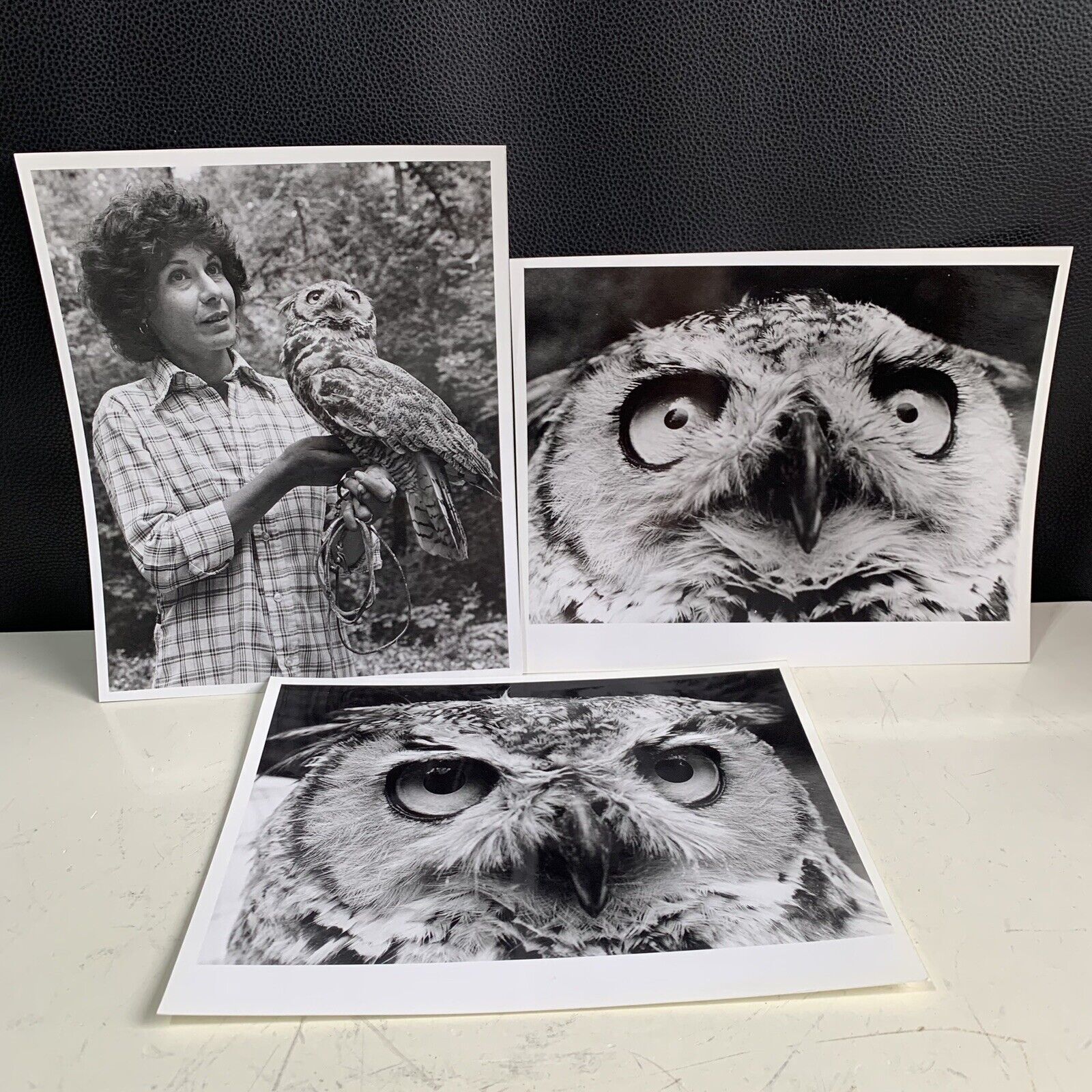 Vintage Great Horned Owl Photos Lot Of 3 8x10 Bird Photography 