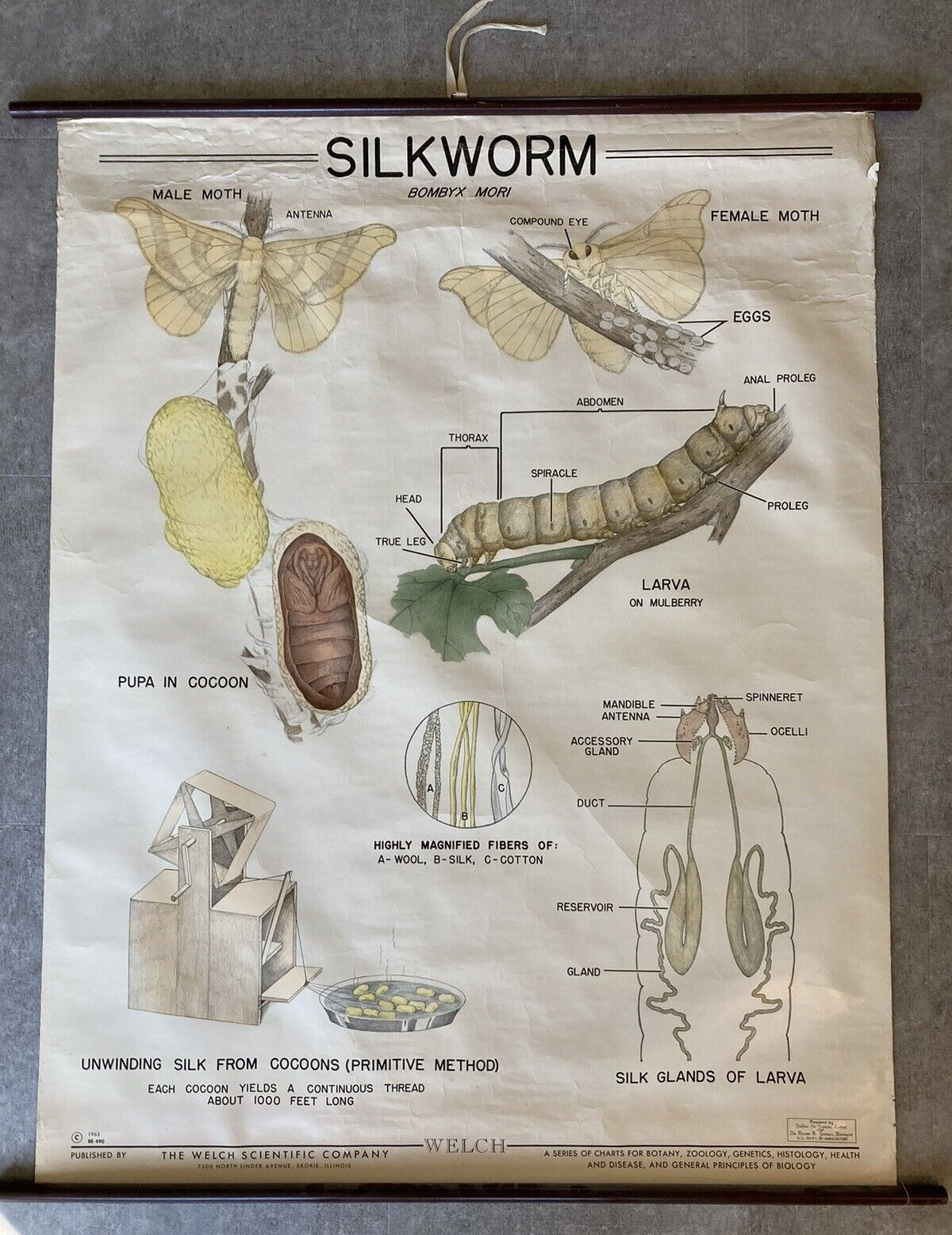BEAUTIFUL Vintage Silkworm Chart by the Welch Scientific Company