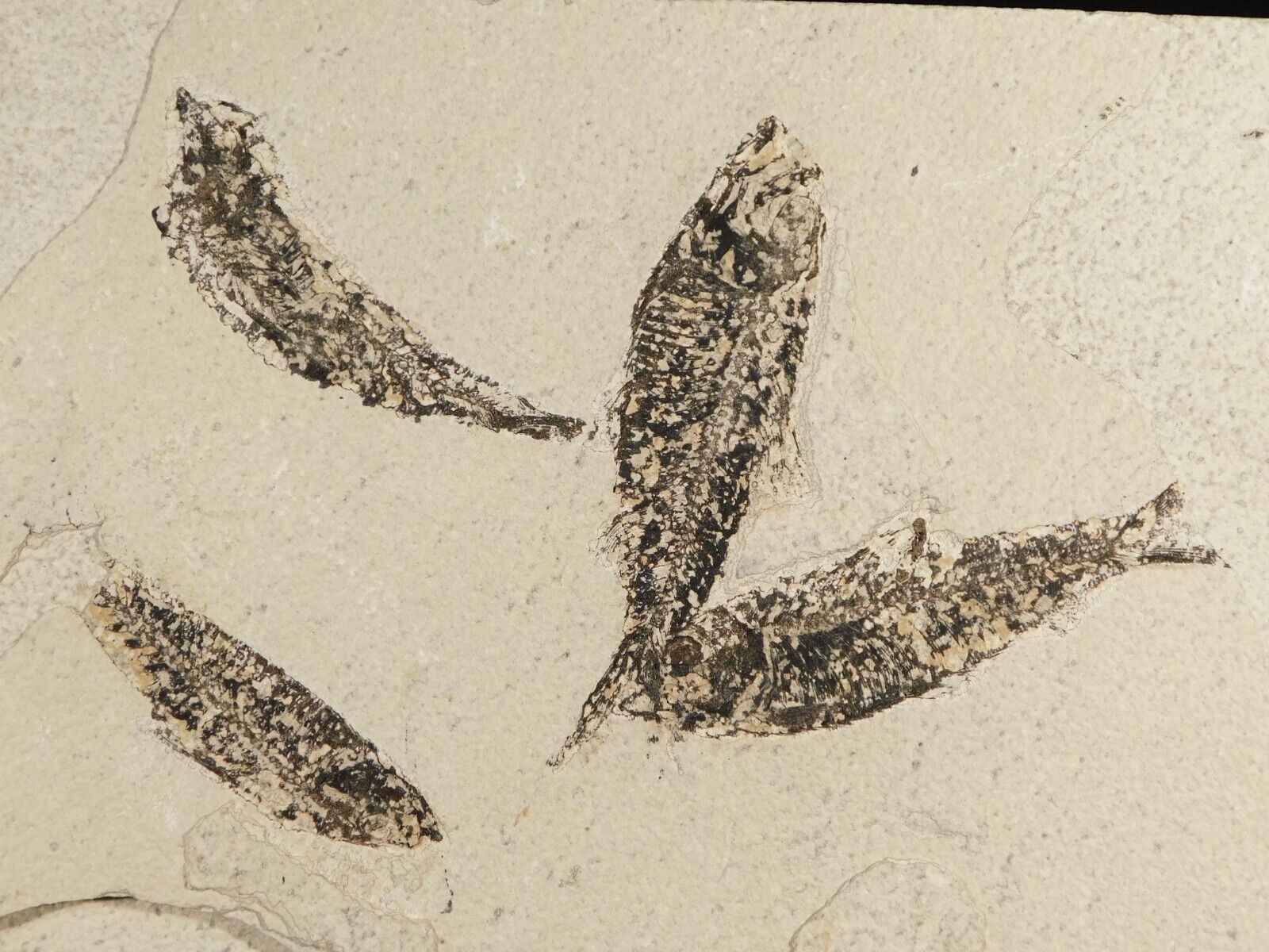 FOUR 50 Million Year Old Knightia FISH Fossils From Wyoming 810gr