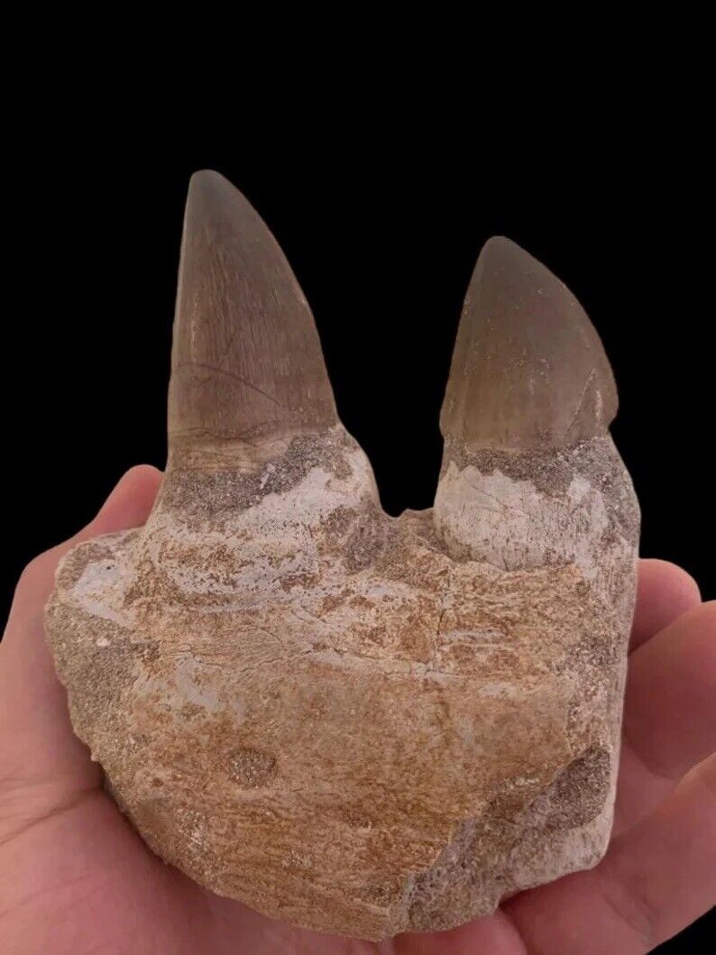 BIG Mosasaur JAW Fossil With 2 Big Fossil Teeth Happy Chrismas