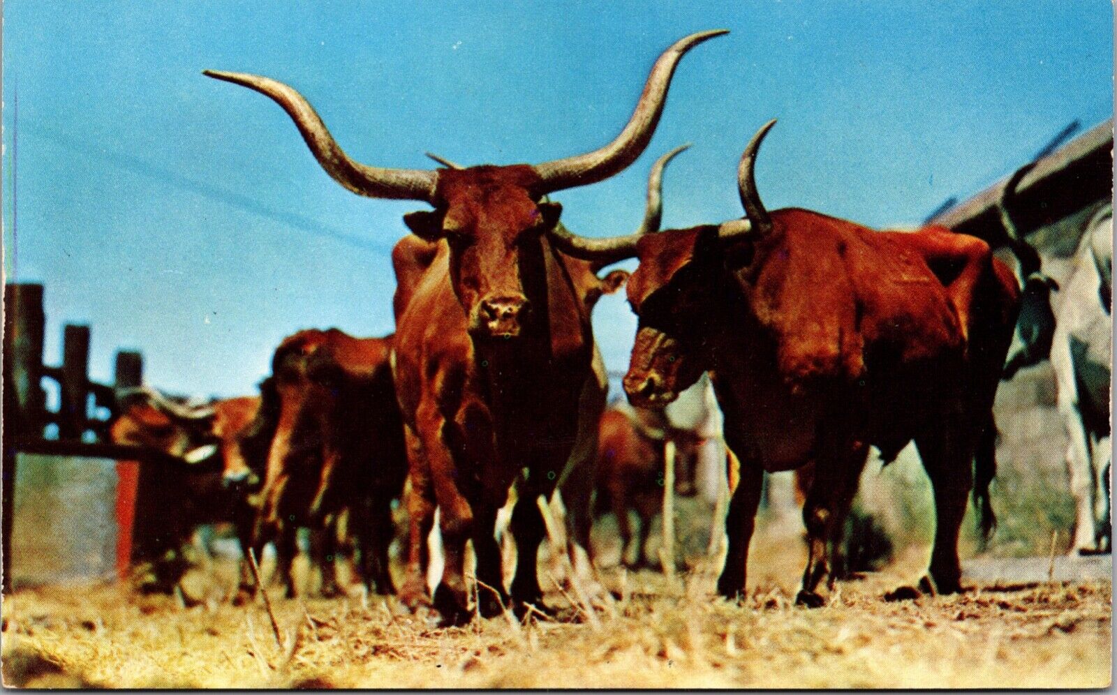 Longhorn Steers Famed the World Over Groom Vintage Postcard ipc1.