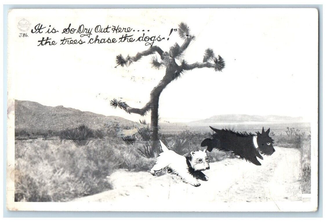 c1940's Joshua Tree Running Man Chasing Dogs Terrier RPPC Photo Postcard