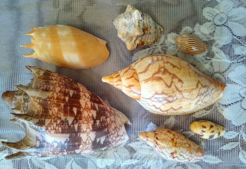 7 Specimen Voluta Sea Shells Cymbiola imperialis, Ericusa sowerbyi, Melo amphora